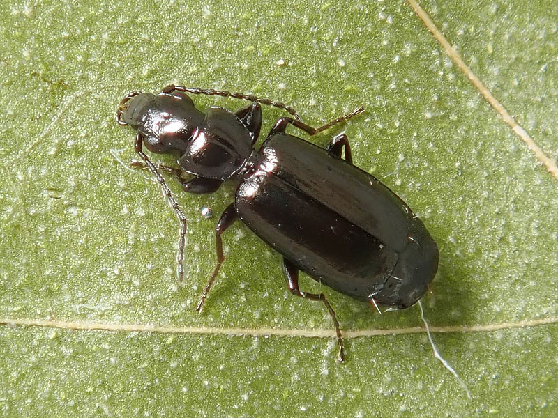 Carabidae: Apristus sp.?  No, Microlestes sp.